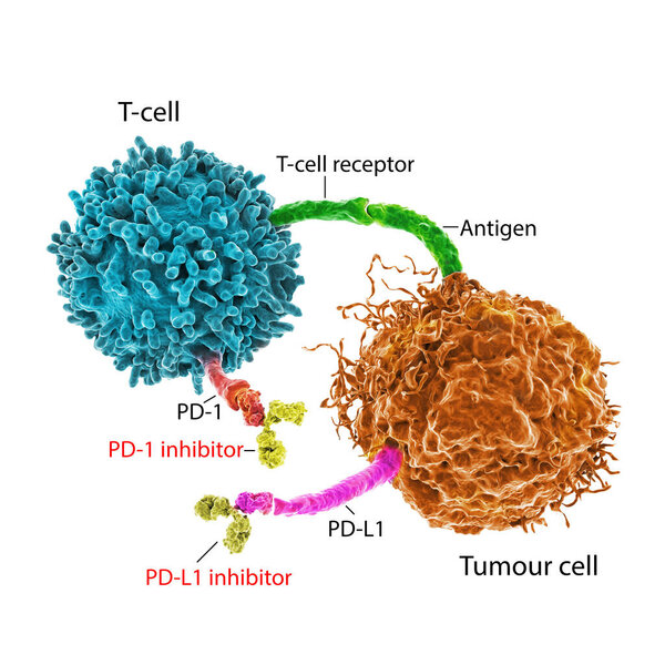 Immune checkpoint inhibitors in cancer treatment, 3D illustration. Inhibitors of PD-1 receptor and PD-L1 prevent the tumour cell from binding to PD-1 and enable the T cell to remain active
