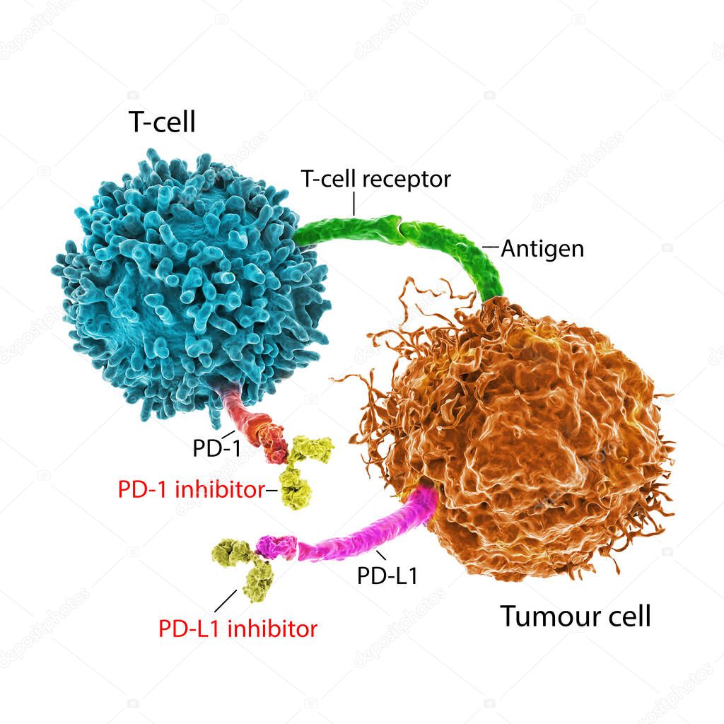 Immune checkpoint inhibitors in cancer treatment, 3D illustration. Inhibitors of PD-1 receptor and PD-L1 prevent the tumour cell from binding to PD-1 and enable the T cell to remain active