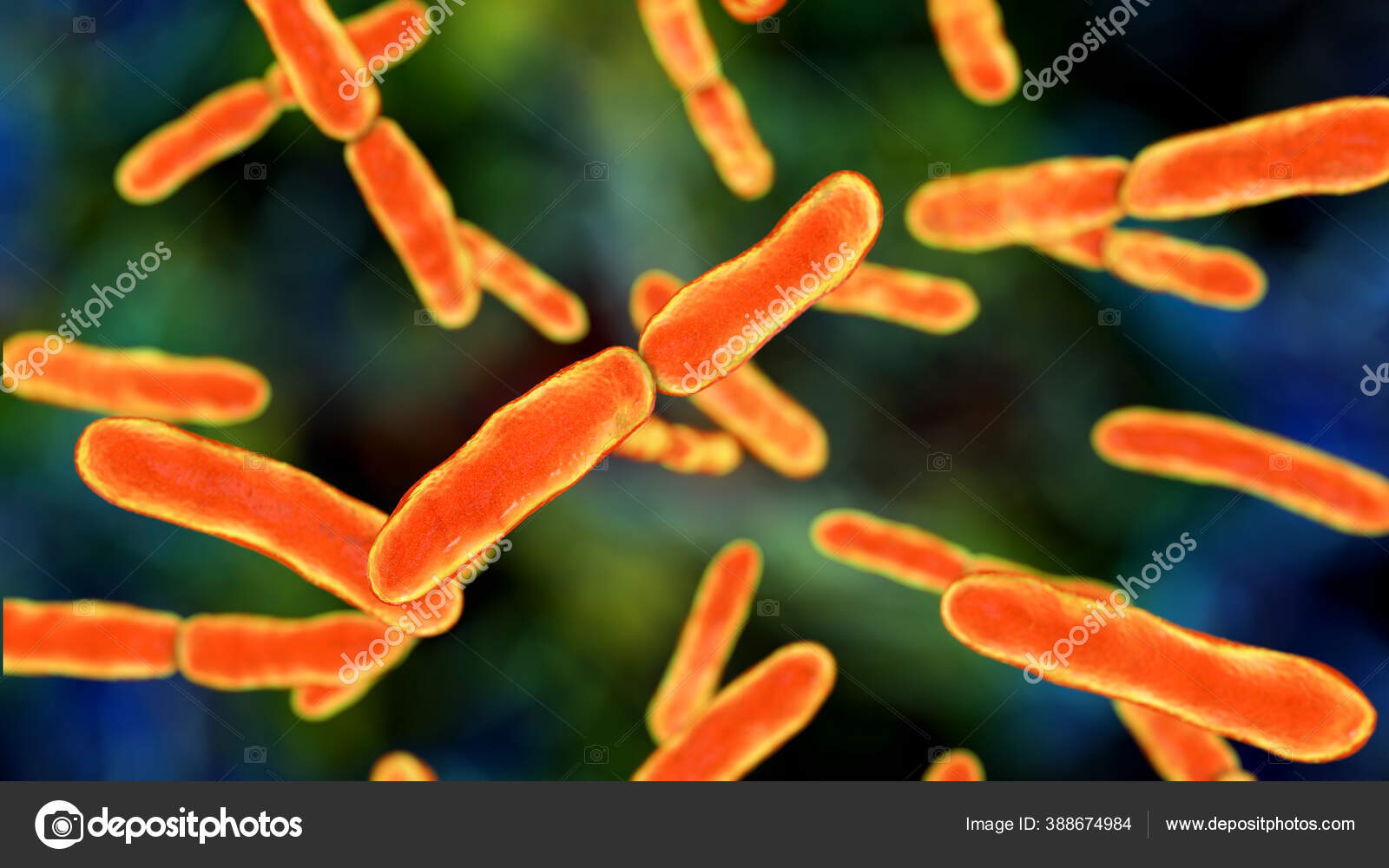 Bacterias Las Bacterias Bifidobacterias Bacterias Grampositivas Forma