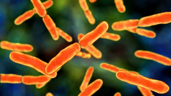 Bacteria Bifidobacterium Gram Positive Anaerobic Rod Shaped Bacteria Which Part — Stock Photo, Image