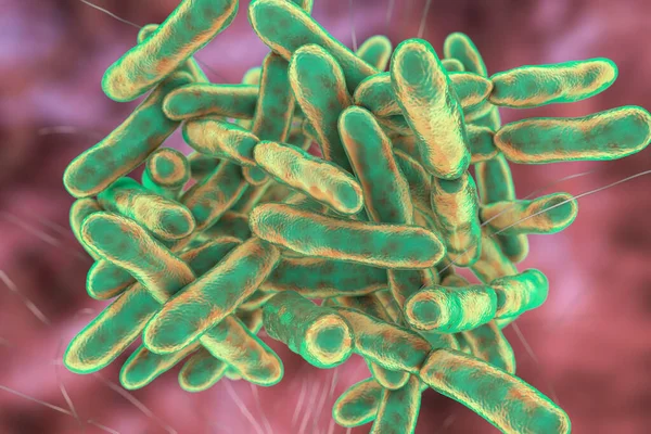 박테리아 Bacteria Bifidobacterium 사람의 정상적 식물상의 일부인 혐기성 모양의 박테리아로 — 스톡 사진