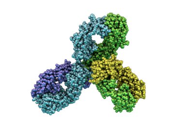 Pembrolizumab 'ın moleküler modeli, kanserin immünoterapisinde kullanılan insancıl bir antikor, 3 boyutlu illüstrasyon. Lenfositlerin PD-1 reseptörünü hedef alıyor.