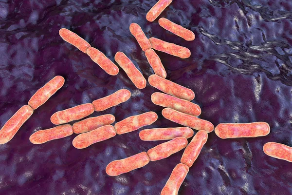 Bakterier Bifidobacterium Gram Positiva Anaeroba Stavformade Bakterier Som Del Normal — Stockfoto