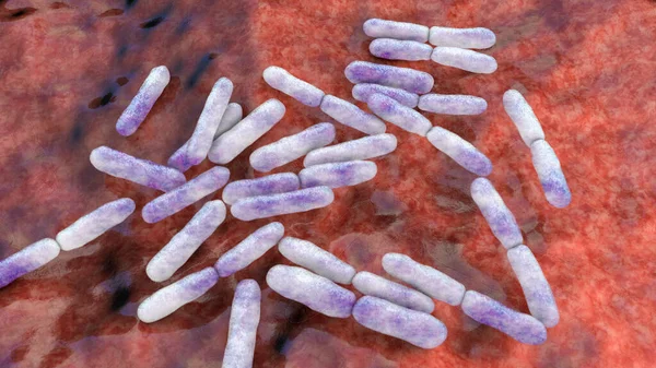 Bacterias Las Bacterias Bifidobacterias Bacterias Grampositivas Forma Barra Anaeróbica Que — Foto de Stock