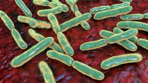 Bakterie Bifidobacterium Gram Dodatnie Bakterie Kształcie Pręta Które Częścią Normalnej — Zdjęcie stockowe
