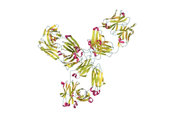 Pembrolizumab的分子模型 一种用于癌症免疫治疗的人性化抗体 3D说明 它针对淋巴细胞的Pd 1受体 — 图库照片