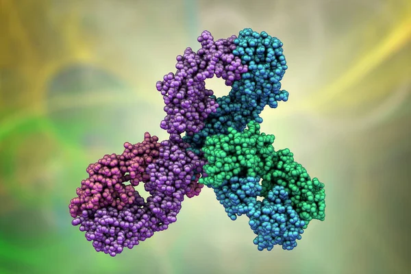 Molecular model of Pembrolizumab, a humanized antibody used in immunotherapy of cancer, 3D illustration. It targets the PD-1 receptor of lymphocytes