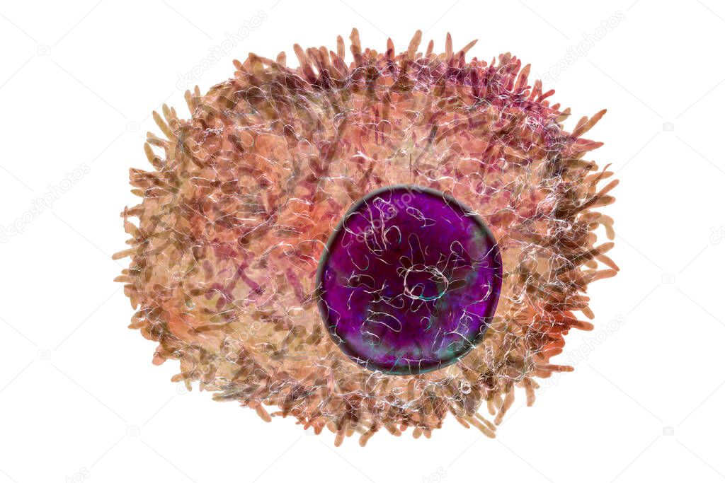 Plasma cell, a white blood cell, differenciated from B lymphocyte that secretes antibodies, 3D illustration