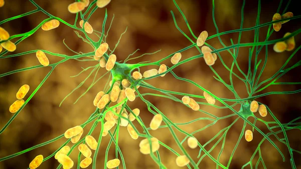 Bacterias Infectando Neuronas Células Cerebrales Ilustración Ilustración Conceptual Encefalitis Bacteriana —  Fotos de Stock