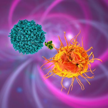 Dendritik hücre T-hücresine antijen sunuyor, 3 boyutlu illüstrasyon