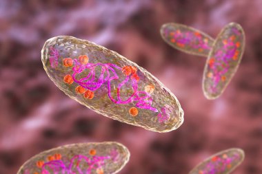 Veba bakterisi Yersinia pestis, DNA, plazmid ve ribozom içeren hücrenin yapısını gösteren bilimsel olarak doğru üç boyutlu çizim.