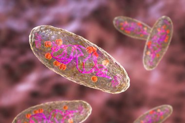 Plague bacterium Yersinia pestis, scientifically accurate 3D illustration showing structure of the cell with DNA, plasmids and ribosomes clipart