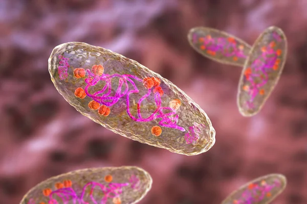 ペスト菌イェルシニアの害虫 Dna プラスミド リボソームで細胞の構造を示す科学的に正確な3Dイラスト — ストック写真
