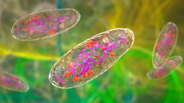 Veba bakterisi Yersinia pestis, DNA, plazmid ve ribozom içeren hücrenin yapısını gösteren bilimsel olarak doğru üç boyutlu çizim.