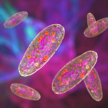Veba bakterisi Yersinia pestis, DNA, plazmid ve ribozom içeren hücrenin yapısını gösteren bilimsel olarak doğru üç boyutlu çizim.