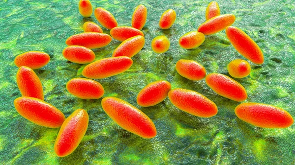 Plagen Bacterie Yersinia Pestis Wetenschappelijk Accurate Illustratie — Stockfoto