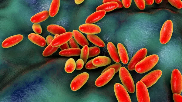 Bakterie Dżumy Yersinia Pestis Dokładna Naukowo Ilustracja — Zdjęcie stockowe