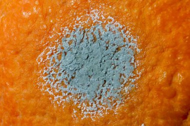 Çürük narenciye. Portakal meyvesi üzerine penisilyum küf. Penisilin antibiyotiği üreten mikroskobik mantarlar