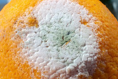 Portakal meyvesi üzerine penisilyum küf, makro fotoğraf. Penisilin antibiyotiği üreten mikroskobik mantarlar