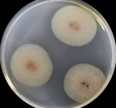 Küf mantarı Aspergillus kolonileri besleyici agar ile Petri kabı üzerinde, yakın görüş