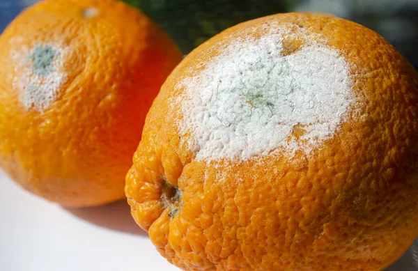 Cítricos Podridos Molde Penicilio Una Fruta Naranja Hongos Microscópicos Que — Foto de Stock