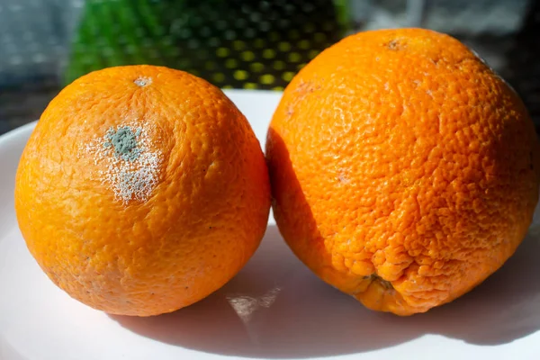 Cítricos Podridos Molde Penicilio Una Fruta Naranja Hongos Microscópicos Que — Foto de Stock