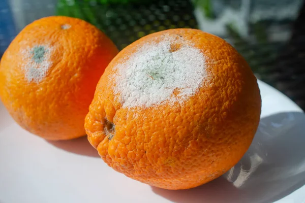 Cítricos Podridos Molde Penicilio Dos Frutas Naranja Hongos Microscópicos Que — Foto de Stock