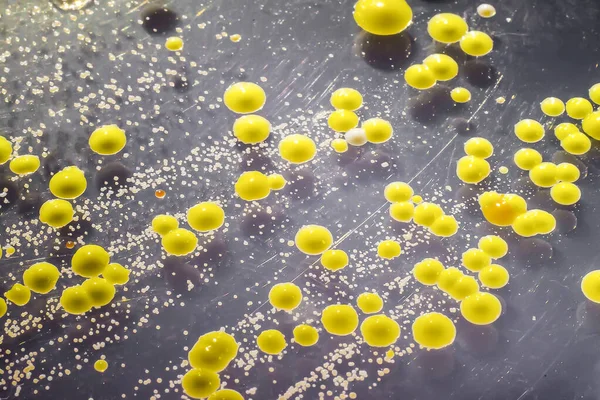 Bakterie Wyhodowane Rozmazu Skóry Kolonii Micrococcus Luteus Staphylococcus Epidermidis Płytce — Zdjęcie stockowe
