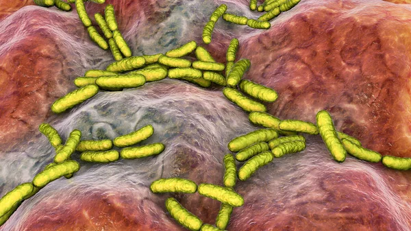 바이오 박테리아 Lactobacillus Acidophilus Helveticus 식물상 박테리아 — 스톡 사진