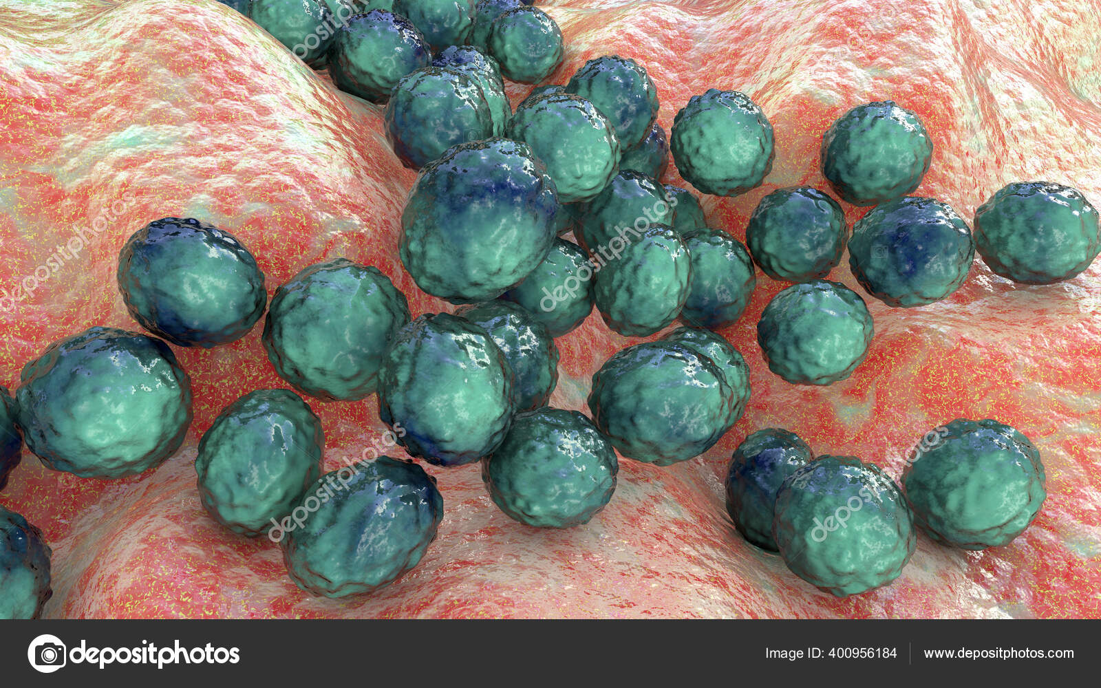 Bacteria Staphylococcus Aureus Staphylococcus Epidermidis Mrsa