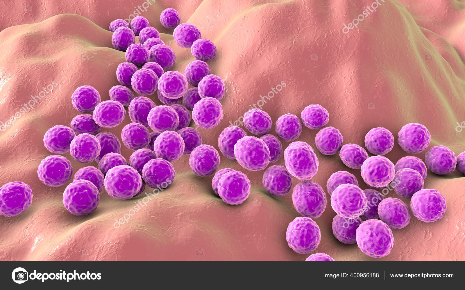 Bacteria Staphylococcus Aureus Staphylococcus Epidermidis Mrsa
