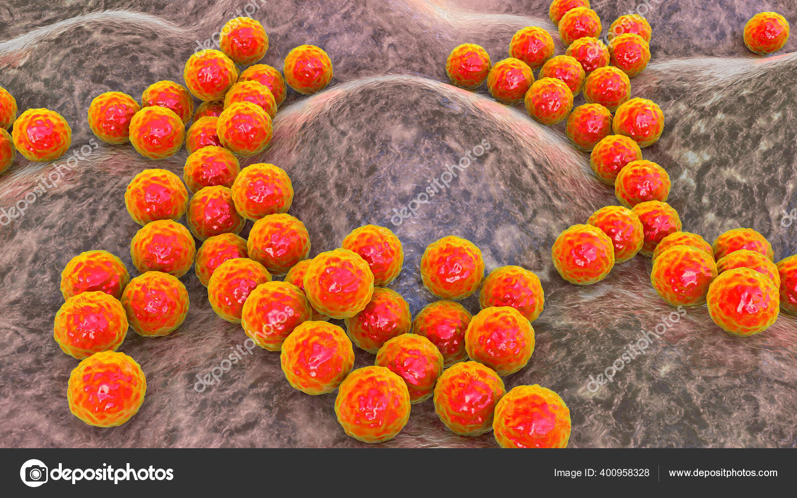 Bacteria Staphylococcus Aureus Staphylococcus Epidermidis Mrsa