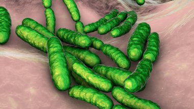 Probiyotik bakteri Lactobacillus, 3 boyutlu illüstrasyon. L. asidophilus, L. helveticus ve diğerleri. Normal bağırsak florası. Laktik asit bakterisi