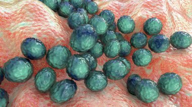 Bakteri Staphylococcus aureus, Staphylococcus epidermidis, MRSA, ilaca dirençli bakteri, 3D çizim