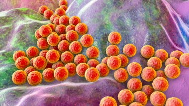 Bakteri Staphylococcus aureus, Staphylococcus epidermidis, MRSA, ilaca dirençli bakteri, 3D çizim