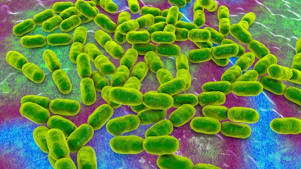 Kingellabakterier Illustration Koloniserar Barns Hals Och Orsakar Ibland Invasiva Sjukdomar — Stockfoto