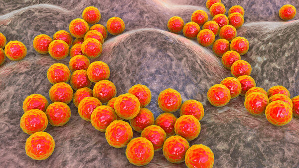 Bacteria Staphylococcus aureus, Staphylococcus epidermidis, MRSA, multidrug resistant bacteria, 3D illustration