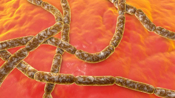 Bactéries Bacillus Anthracis Agent Causal Maladie Charbon Illustration Peut Être — Photo