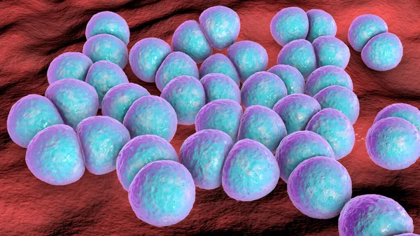 Bakterien Streptococcus Pneumoniae Illustration Gram Positive Diplokokken Der Erreger Von — Stockfoto