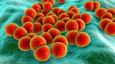 Bakteri Streptococcus pneumoniae, 3 boyutlu illüstrasyon. Gram-pozitif diplokoksi, zatürreenin ve diğer bölgelerdeki enfeksiyonların nedeni.