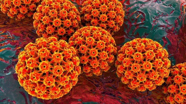 Human papillomavirus, a virus which causes warts located mainly on hands and feet, some strains infect genitals and can cause cervical cancer, 3D illustration