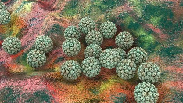 Human papillomavirus, a virus which causes warts located mainly on hands and feet, some strains infect genitals and can cause cervical cancer, 3D illustration