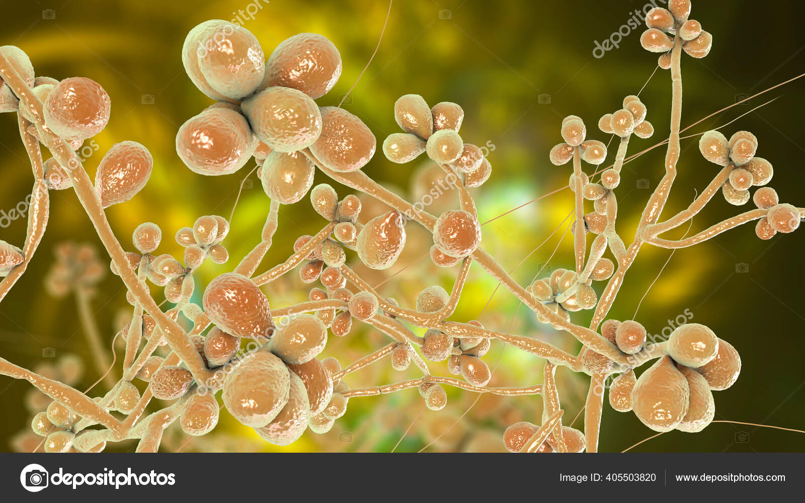 Fungus Sporothrix Schenckii Causative Agent Sporotrichosis