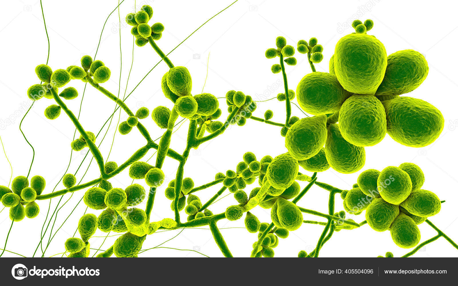 Champignon Sporothrix Schenckii L'agent Causal Sporotrichose  Particulièrement Fréquent Chez Les — Photo de stock par ©katerynakon -  405504096, image size:1600x1000