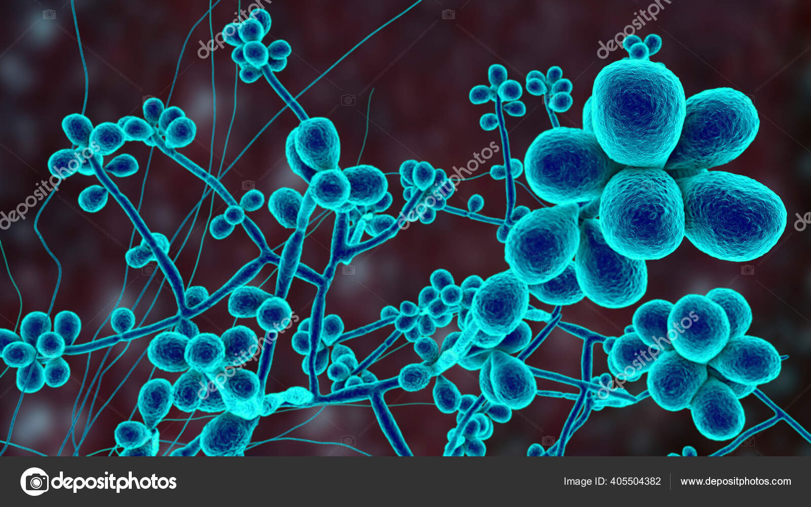Champignon Sporothrix Schenckii L'agent Causal Sporotrichose  Particulièrement Fréquent Chez Les — Photo de stock par ©katerynakon -  405504382, image size:1600x1000