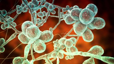 Mantar Sporothrix schenckii, sporotrikoz 'un nedensel maddesi, özellikle çiçekçiler ve bahçıvanlar arasında yaygındır. Mantar hyphae ve sporları gösteren 3D çizimler