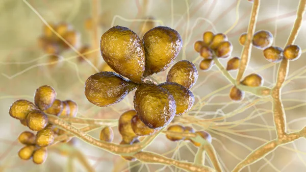 Fungus Sporothrix Schenckii Causative Agent Sporotrichosis Especially Common Florists Gardeners — Stock Photo, Image