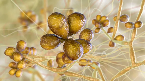 Champignon Sporothrix Schenckii Agent Causal Sporotrichose Particulièrement Fréquent Chez Les — Photo