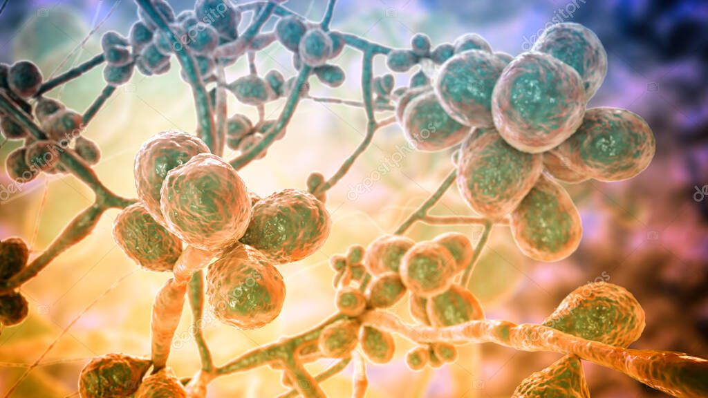 Hongo Sporothrix schenckii, el agente causal de la esporotricosis