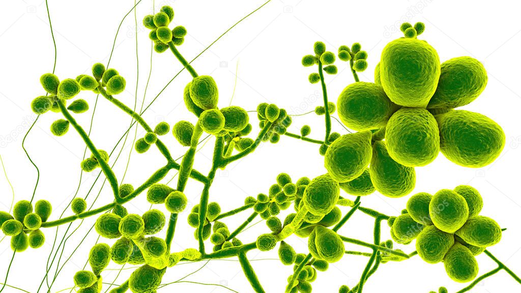 Fungus Sporothrix schenckii, the causative agent of sporotrichosis, especially common in florists and gardeners. 3D illustration showing fungal hyphae and spores